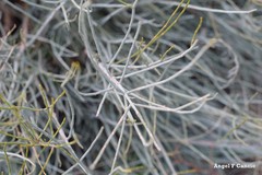 Ephedra