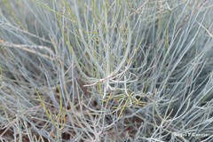 Ephedra