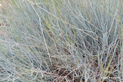 Ephedra