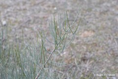 Ephedra