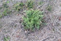 Carduus tenuiflorus