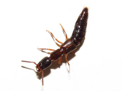 Xantholinus elegans