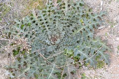 Onopordum acanthium
