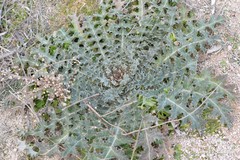 Onopordum acanthium