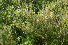 Kunzea amathicola