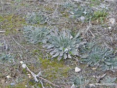 Echium vulgare pustulatum