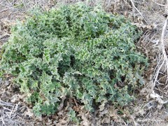 Carduus tenuiflorus