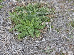 Carduus tenuiflorus