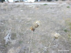Centaurea ornata
