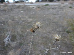 Centaurea ornata