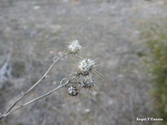 Centaurea ornata