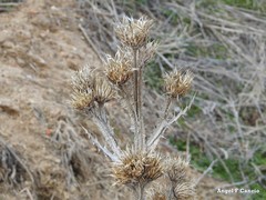 Onopordum acanthium