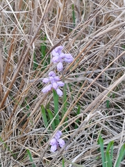 Muscari parviflorum