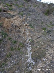 Onopordum acanthium