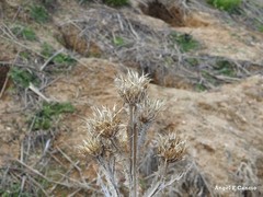 Onopordum acanthium
