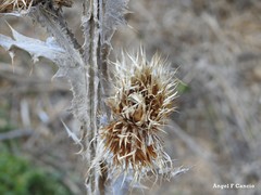 Onopordum acanthium