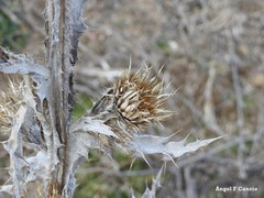 Onopordum acanthium