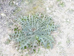 Onopordum acanthium