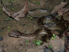 Madagascarophis colubrinus