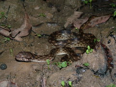 Madagascarophis colubrinus