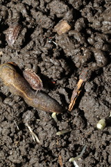 Tandonia budapestensis
