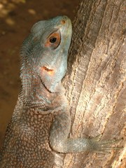 Oplurus