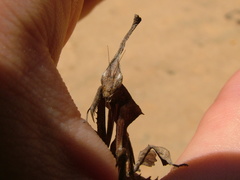 Phyllocrania