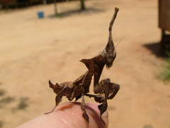 Phyllocrania