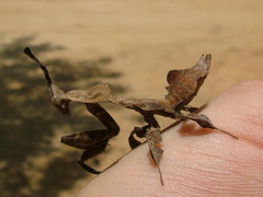Phyllocrania