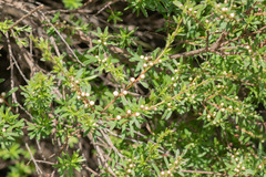 Kunzea amathicola