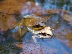 Aglyptodactylus laticeps