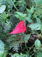 Anthurium andraeanum
