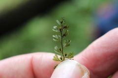 Hymenophyllum cupressiforme