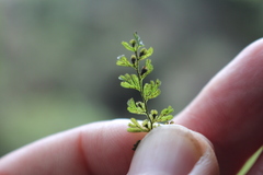 Hymenophyllum cupressiforme