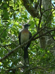 Coua cristata