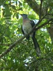 Coua cristata