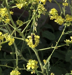 Austroscaeva melanostoma