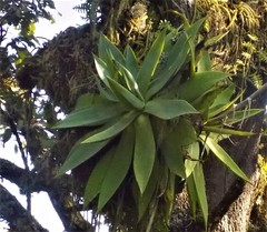 Agave mitis