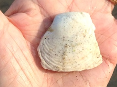 Semele decisa