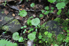 Hydrocotyle pterocarpa