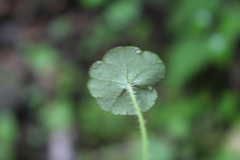 Hydrocotyle pterocarpa