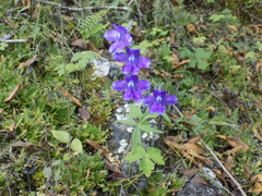 Delphinium pedatisectum