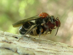 Pseudolophotilla