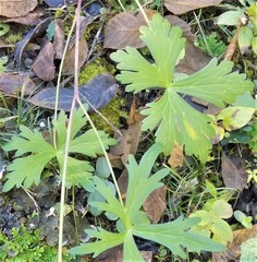Delphinium pedatisectum