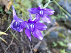 Delphinium pedatisectum