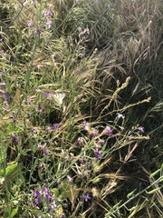 Tatochila mercedis mercedis