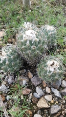 Coryphantha pallida