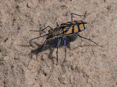 Chaetodera regalis