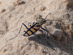Chaetodera regalis