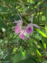× Brassocattleya